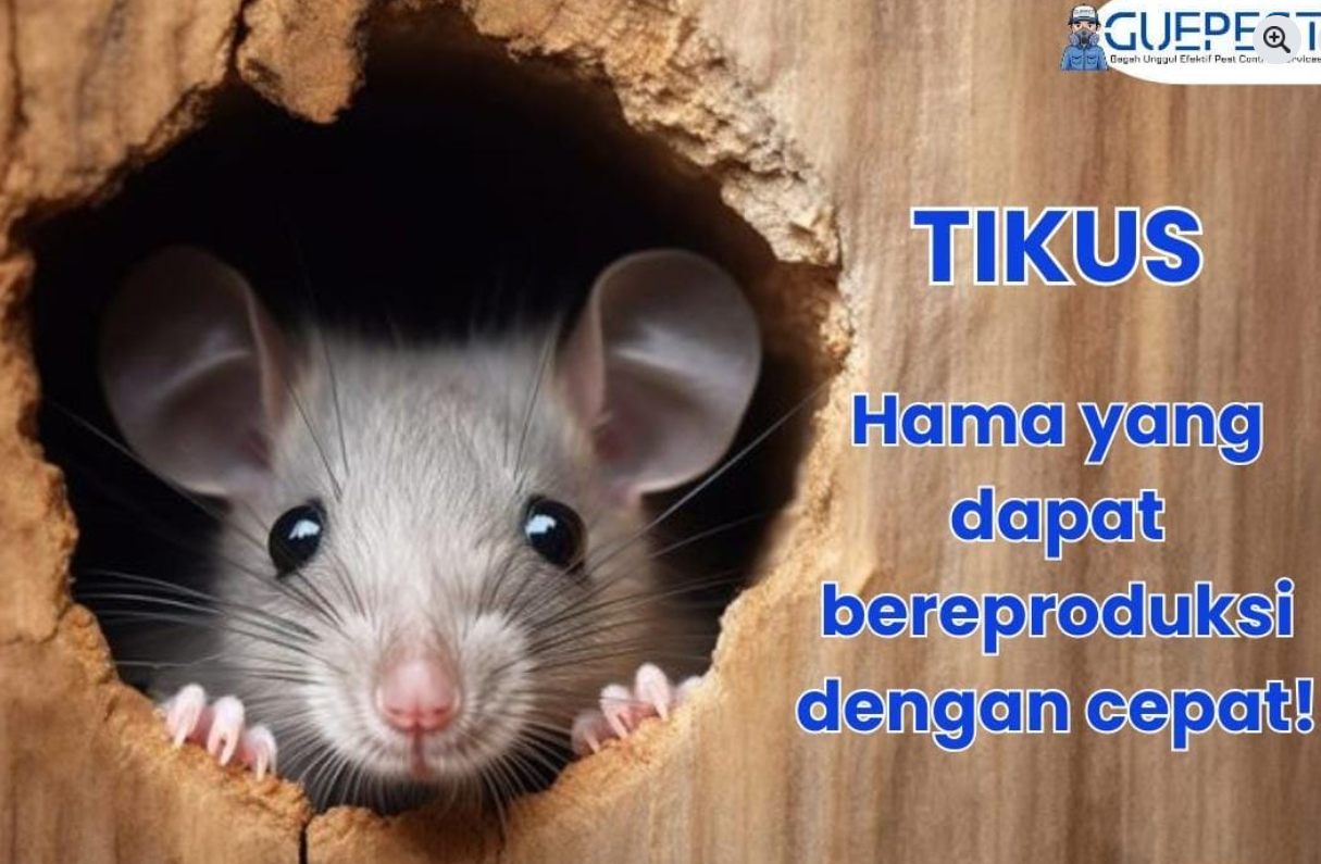 Jasa Pembasmi Tikus