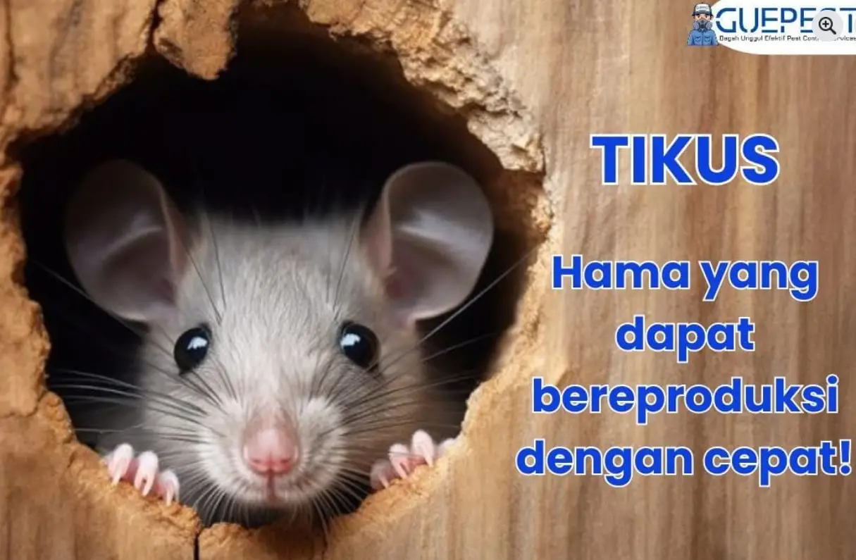 Jasa Pembasmi Tikus